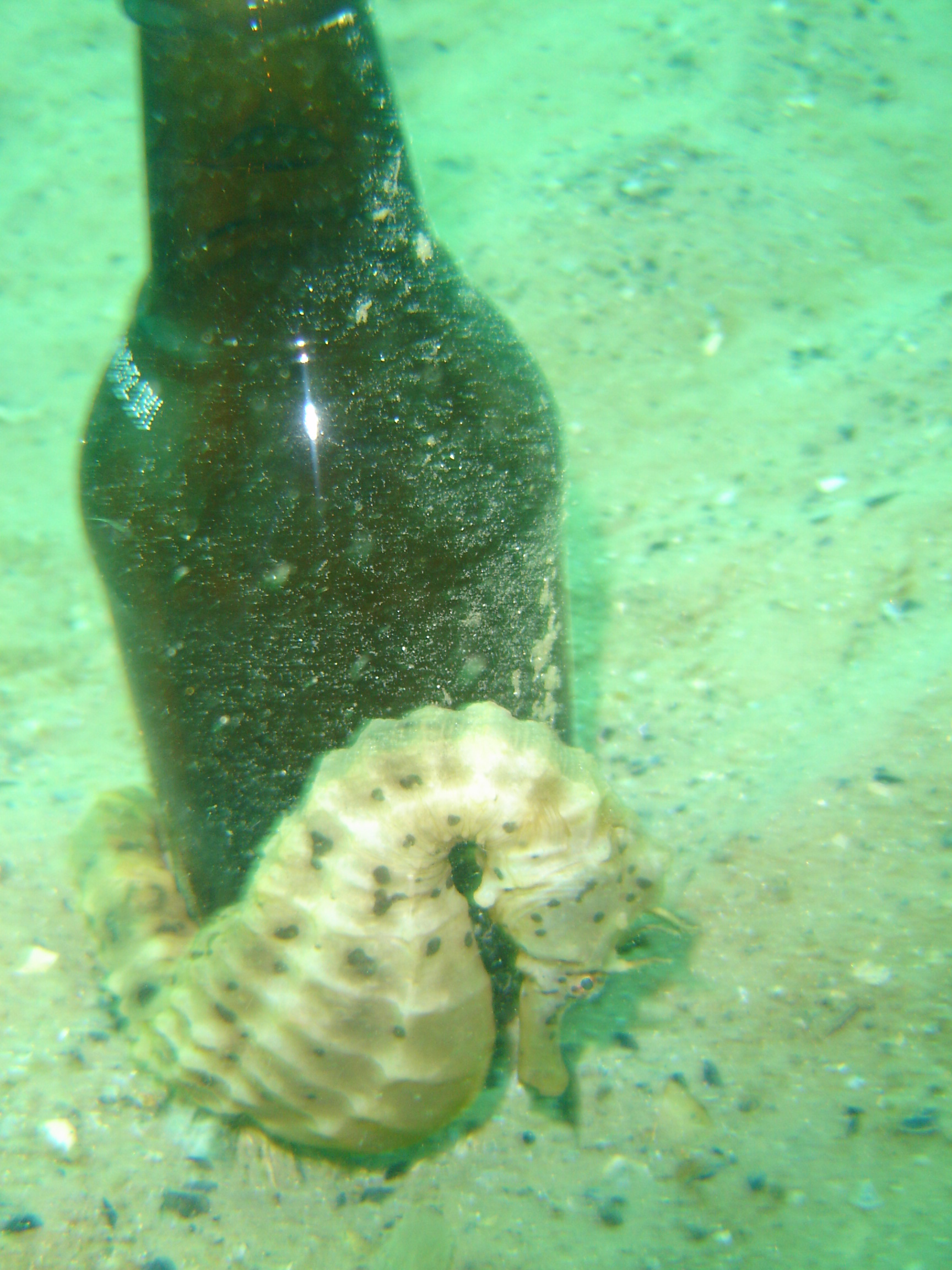 frankston_pier_06_march_2008_008