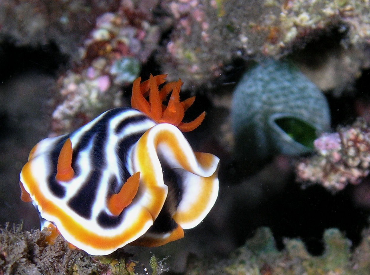 Freaky Orange Nudibranch