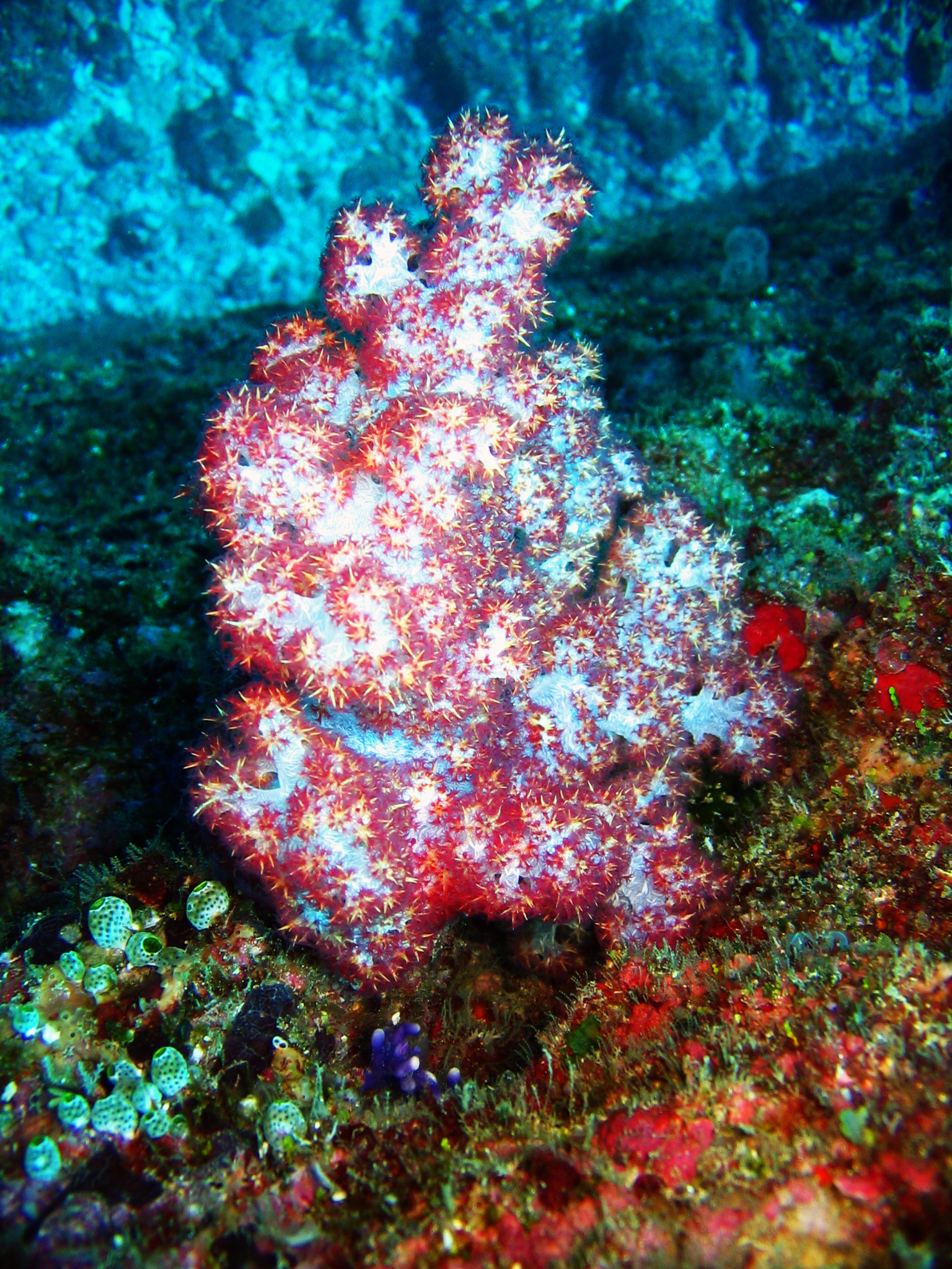 freaky_coral