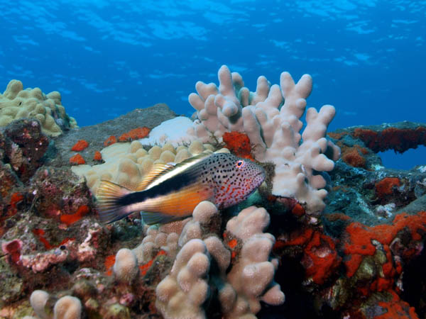 Freckled Hawkfish - Turtle Reef - Maui