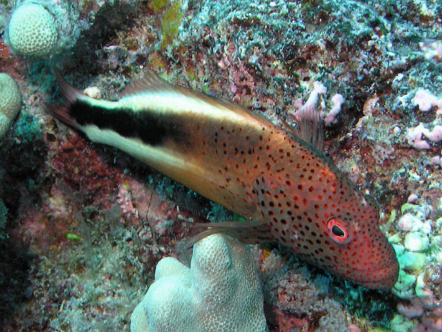 Freckled hawkfish