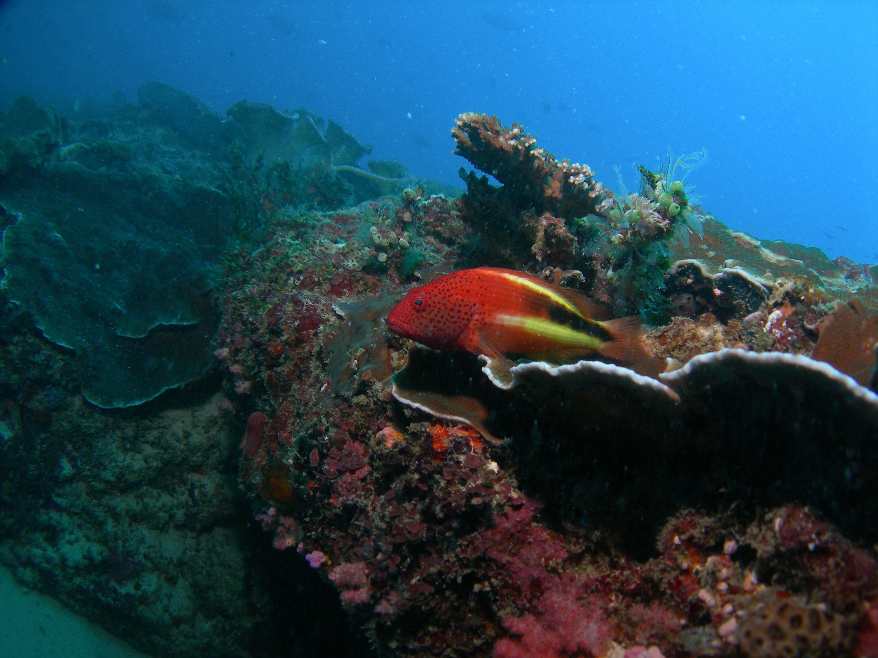 FRECKLED HAWKFISH