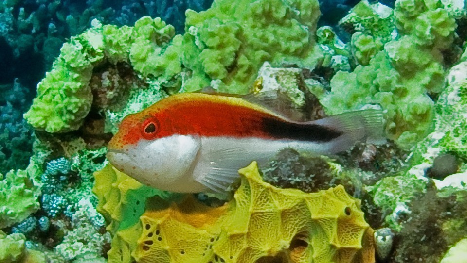 Freckled Hawkfish