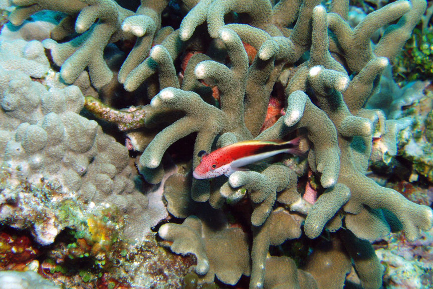 Freckled Hawkfish