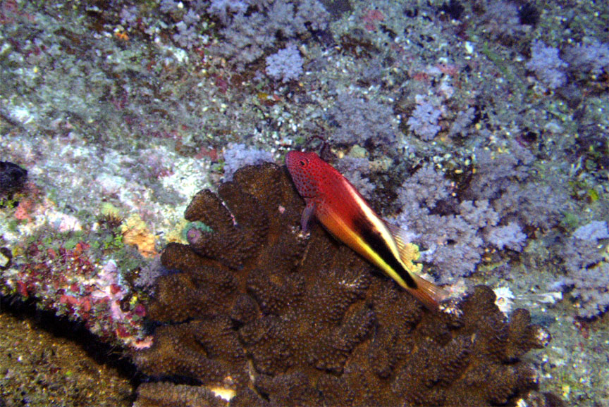 Freckled Hawkfish