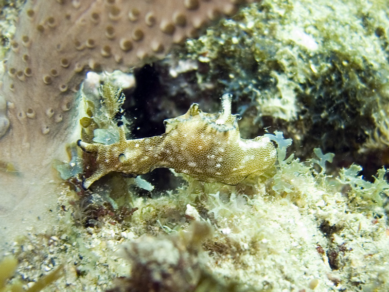 Freckled Sea Hare