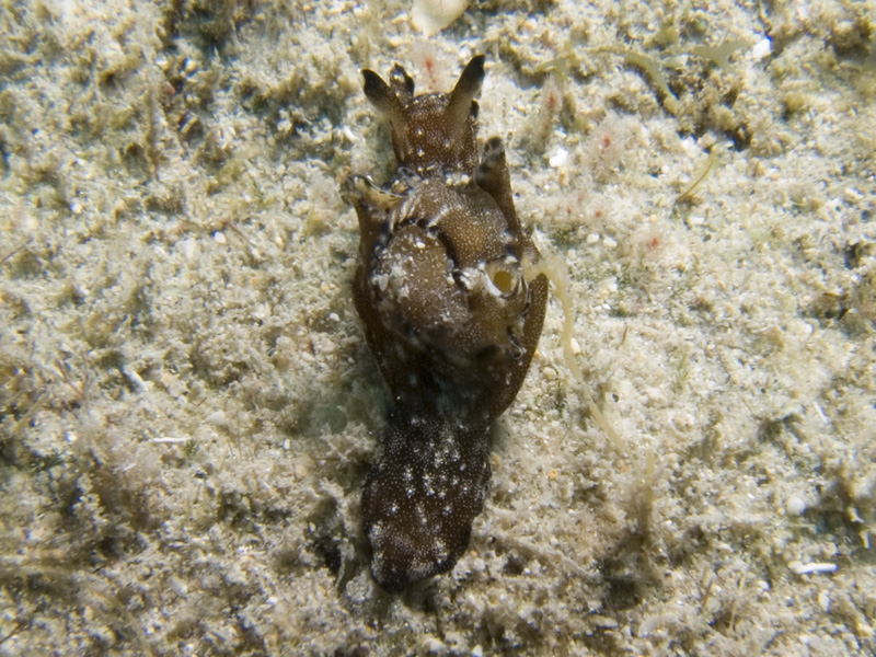 Freckled Sea Hare
