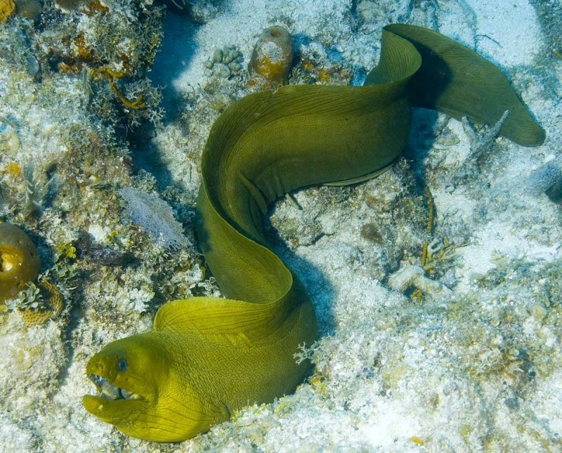 Free Swimming Green Moray Eel