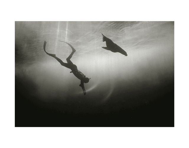 Freediver and Sea Lion