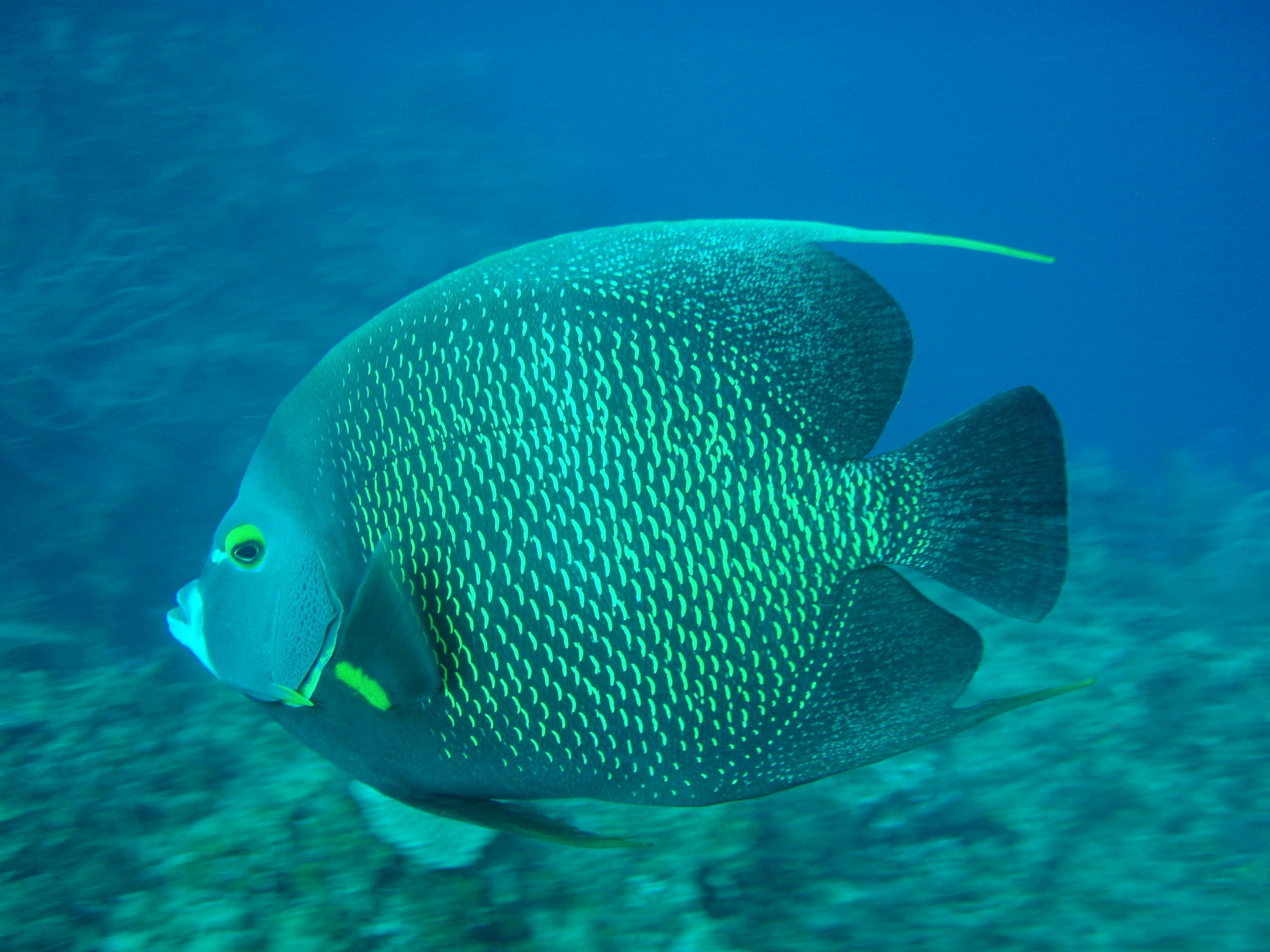 French Angel Fish