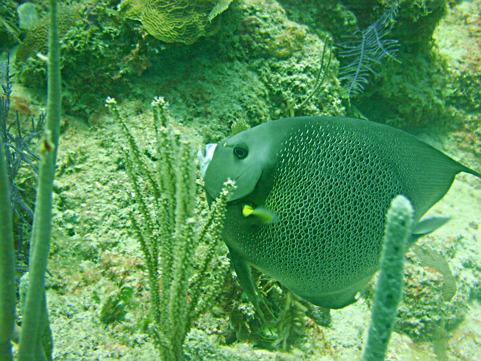 French Angel Fish