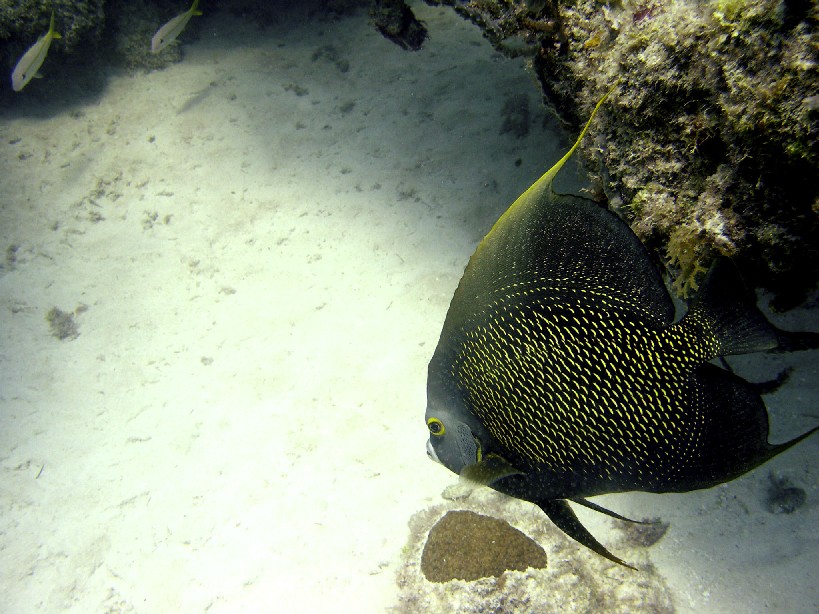 French Angel Fish