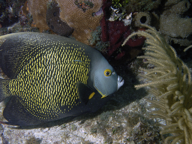 French Angel-Horsehoe Reef