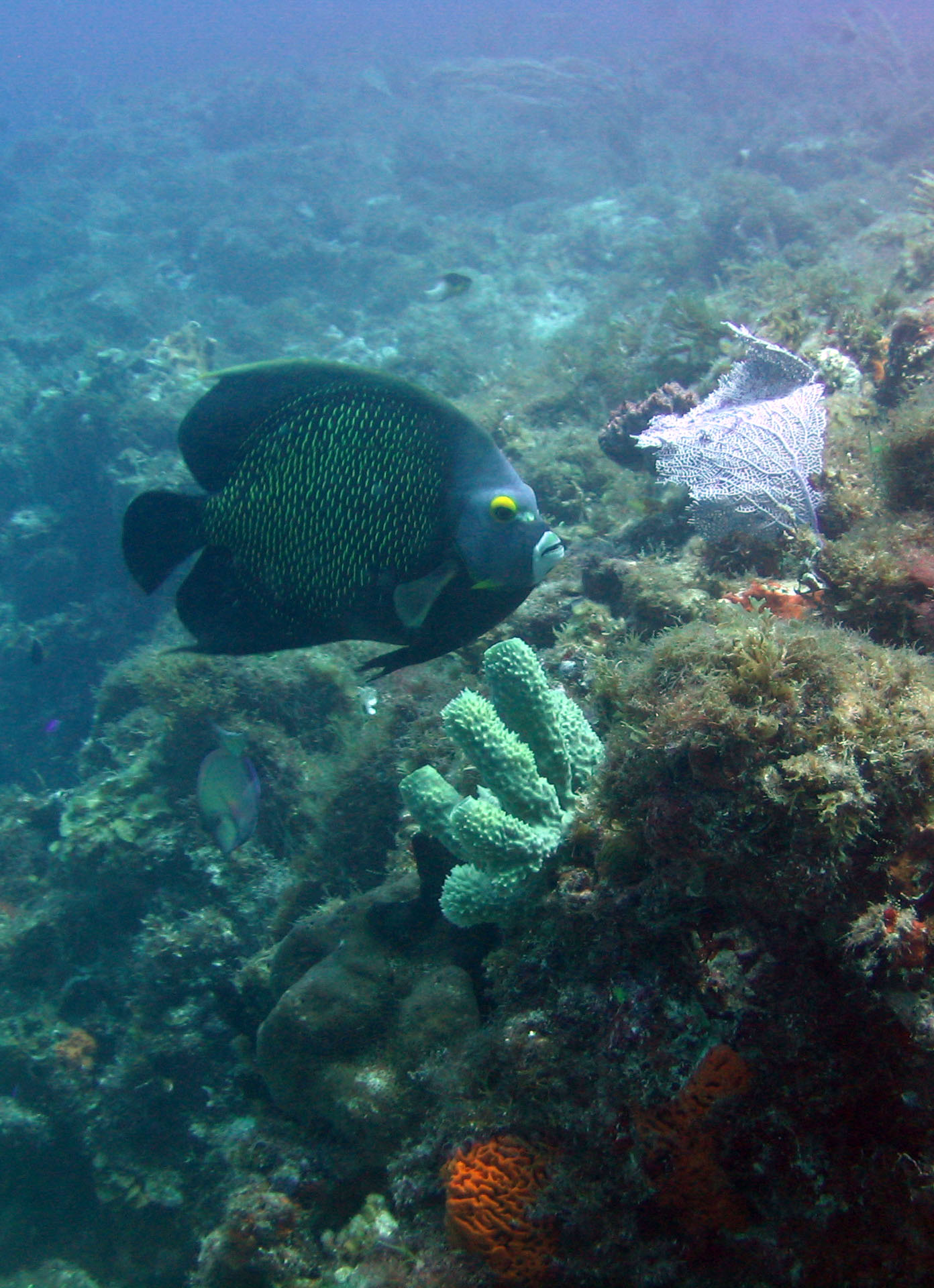 French Angel Punta Piedra