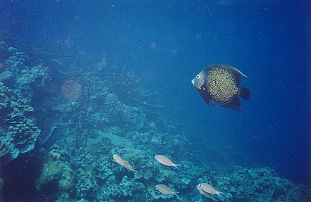 French Angelfish, Bonaire