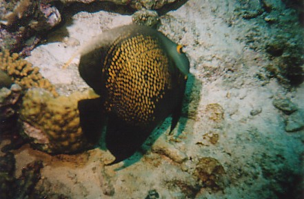 French Angelfish, Bonaire