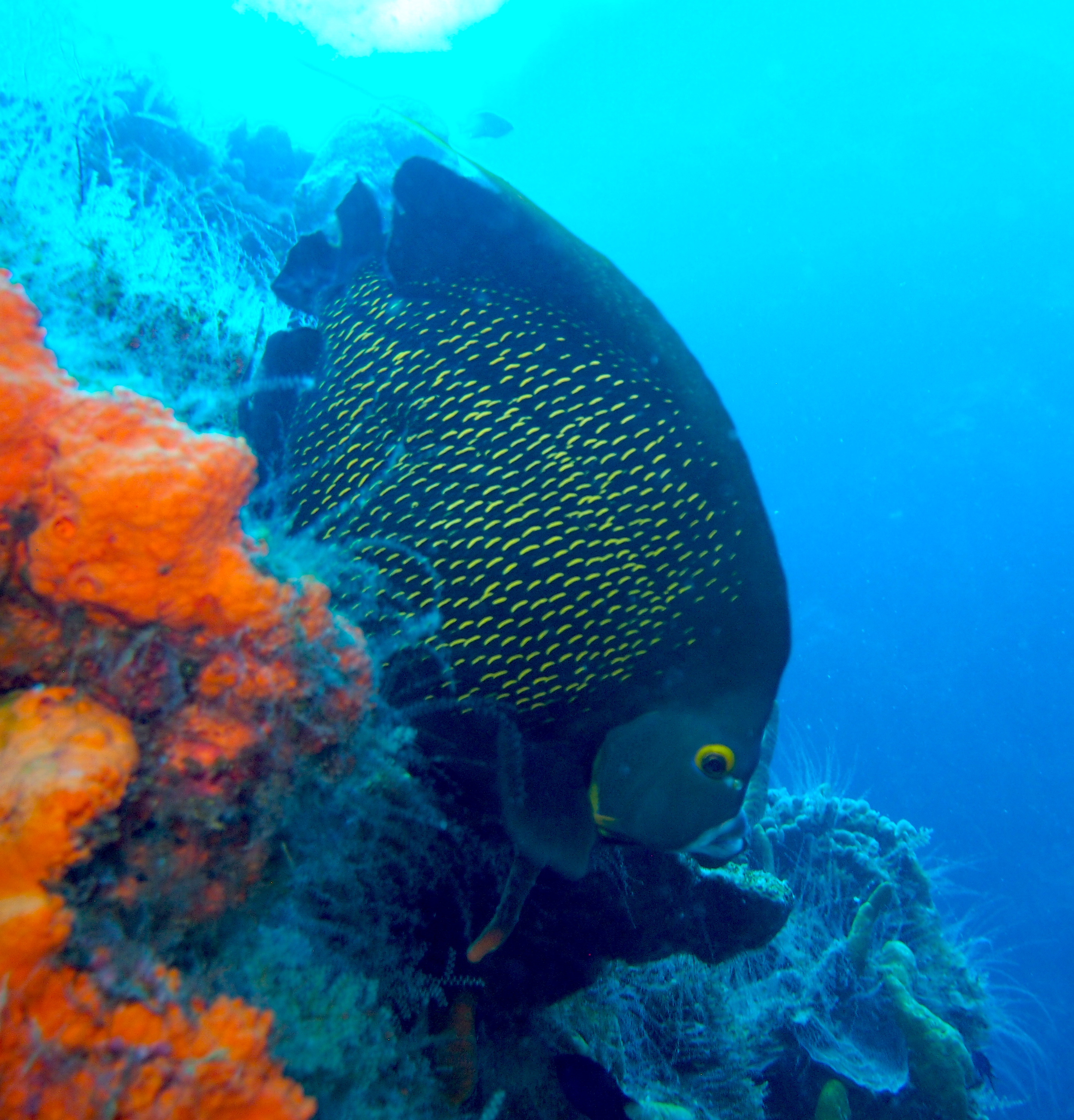 French Angelfish Coz