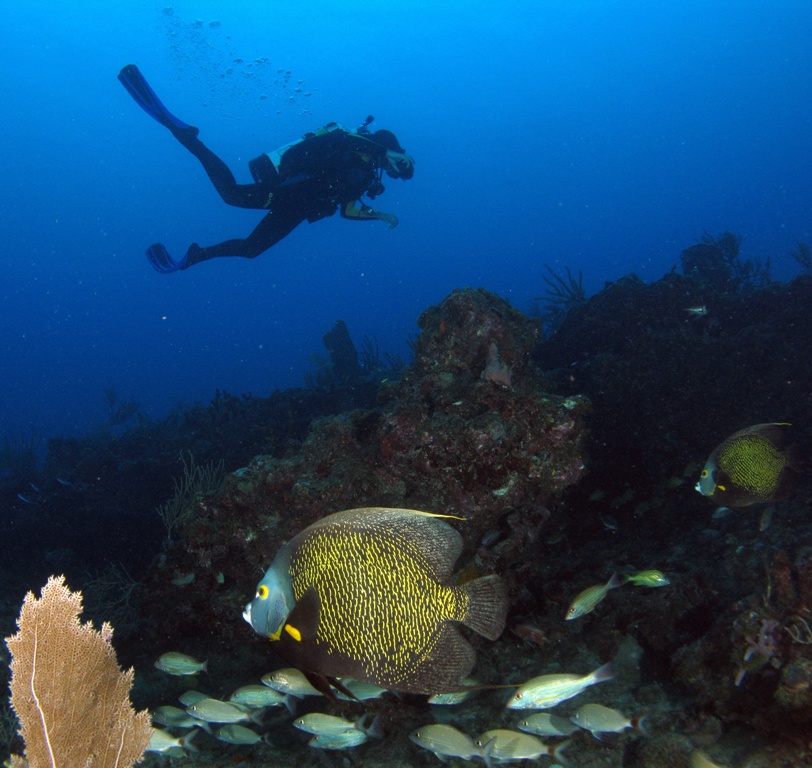 French Angelfish & Diver in Delray Beach