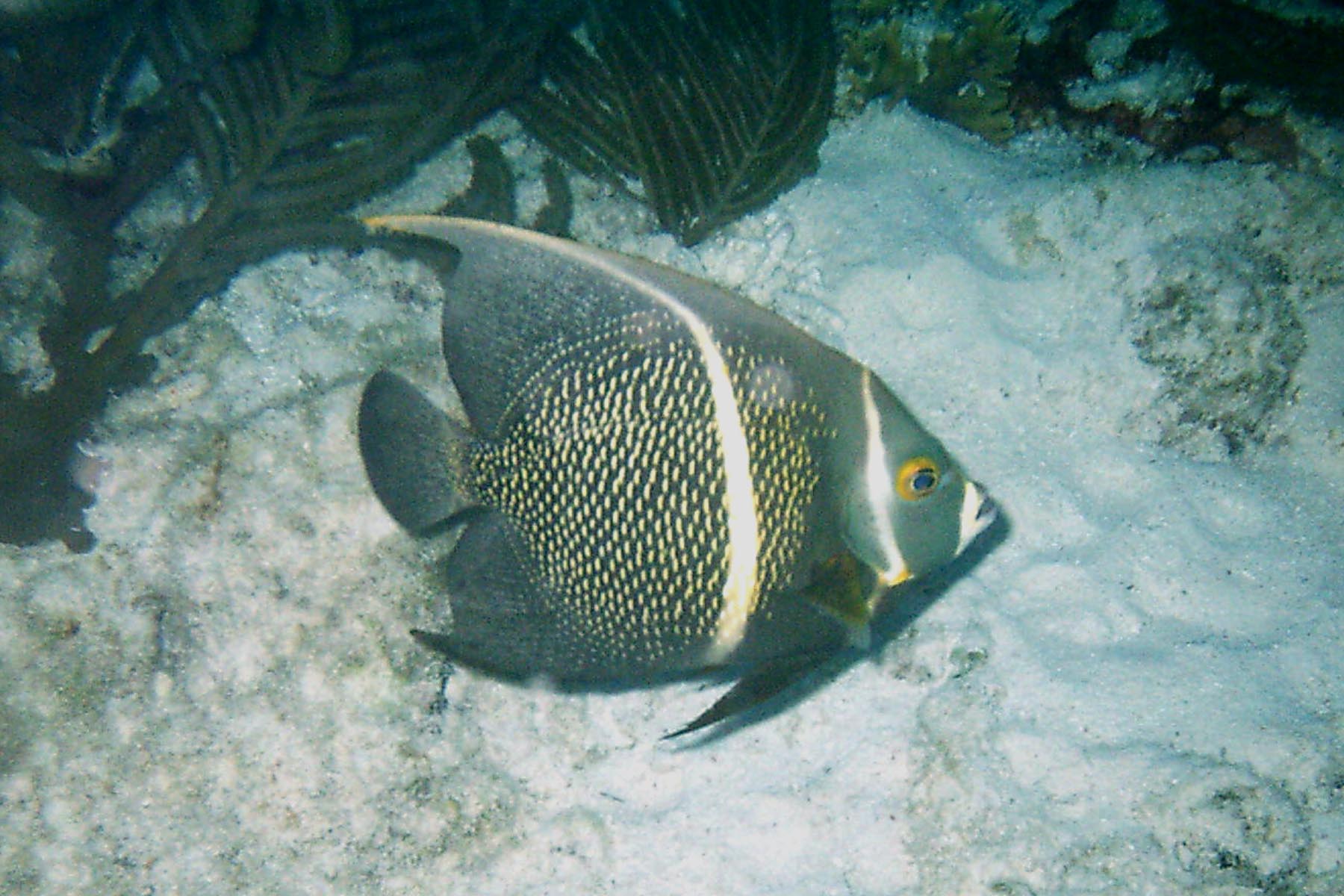 French Angelfish Intermediate Phase