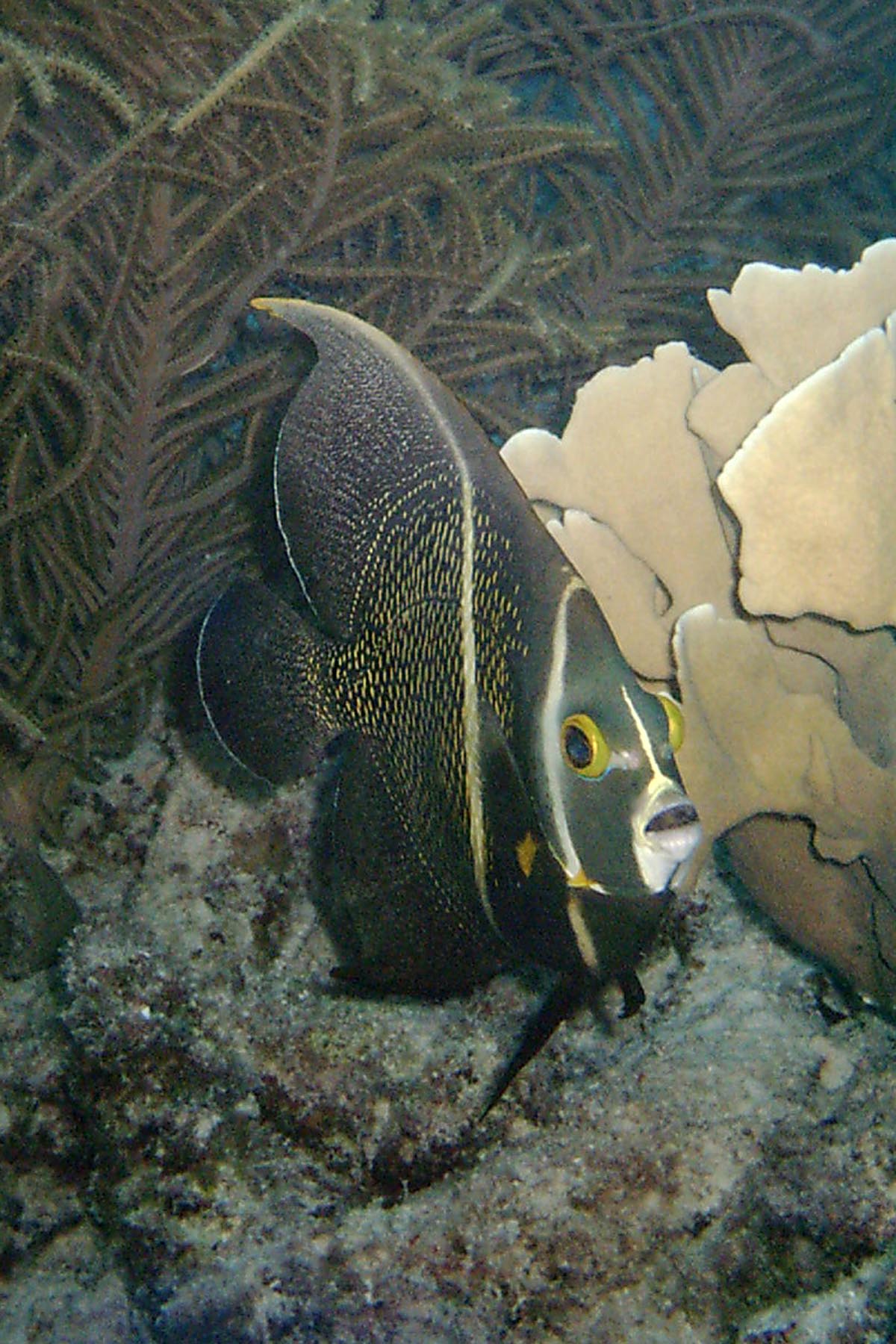 French Angelfish - Intermediate Phase