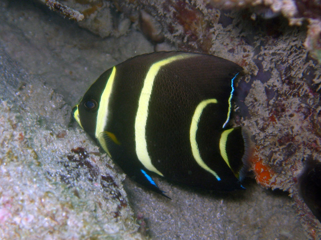 French Angelfish Juvenile