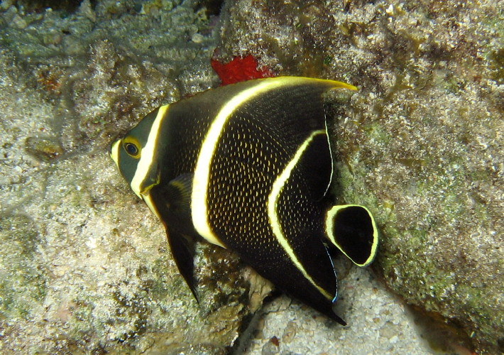 French Angelfish juvenile