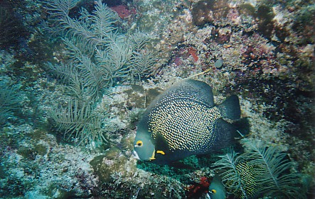 French Angelfish, Molasses Reef