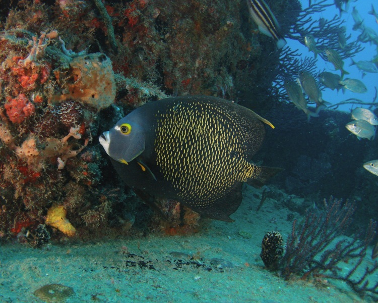 French Angelfish on the Wreck of the Scutty - 2