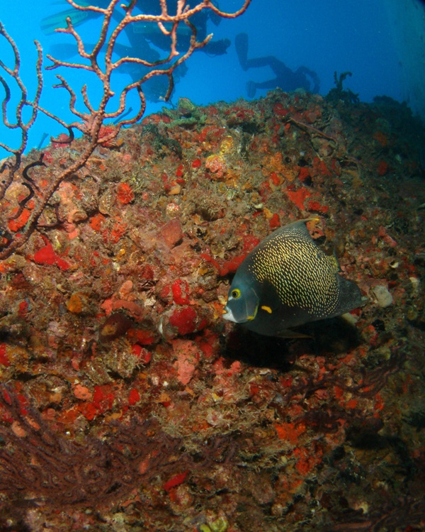 French Angelfish on the Wreck of the Scutty