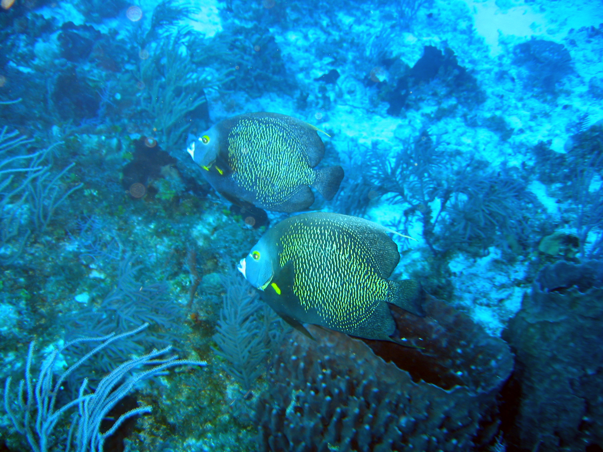 French Angelfish Pair