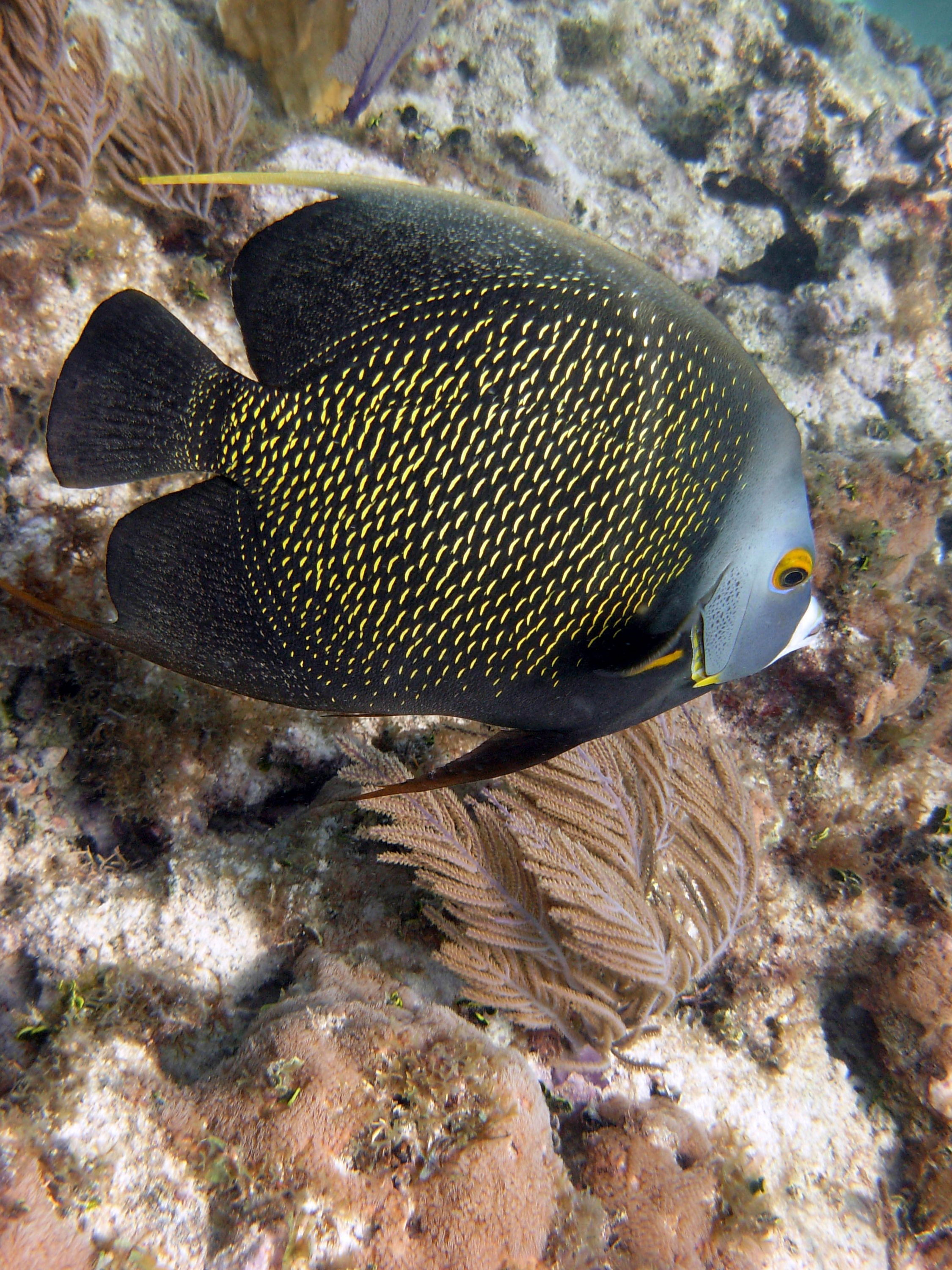 French Angelfish