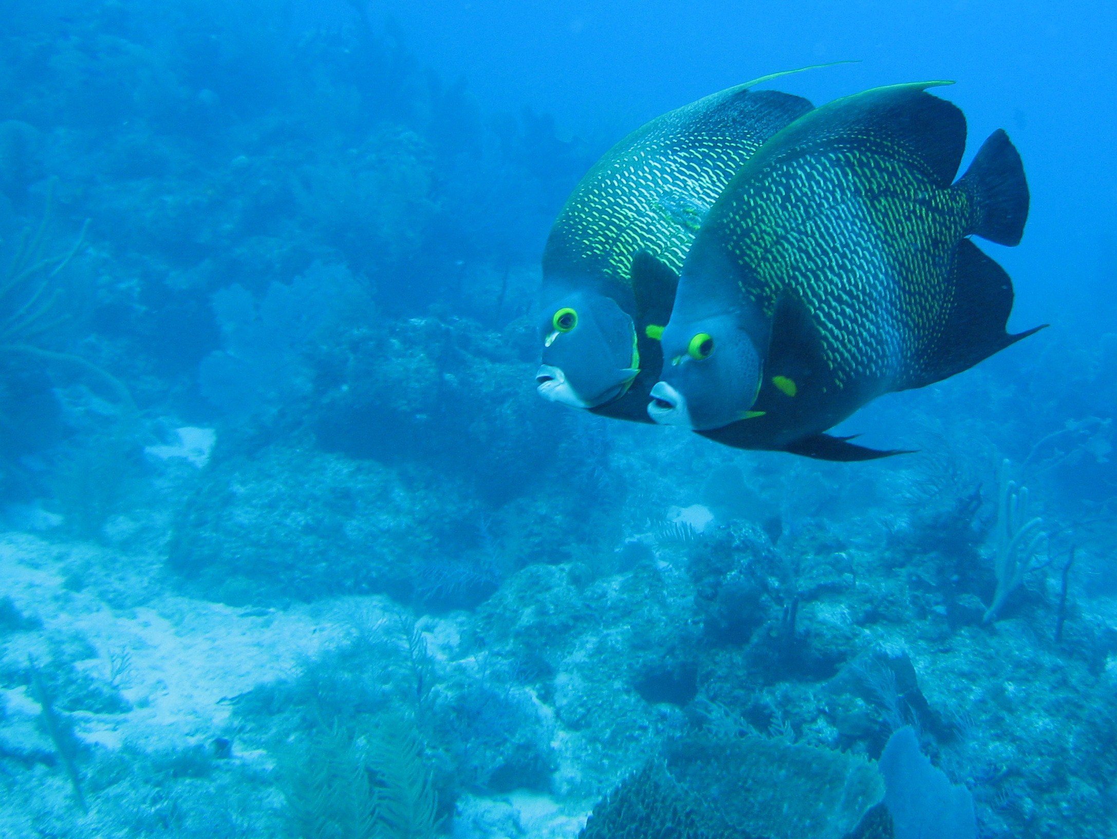 French Angelfish