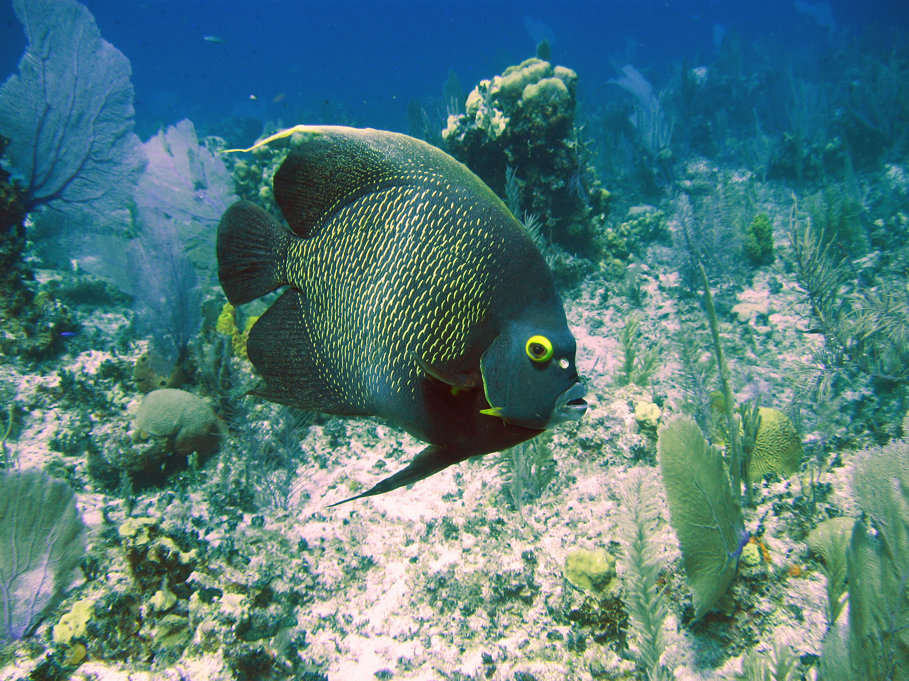 French Angelfish