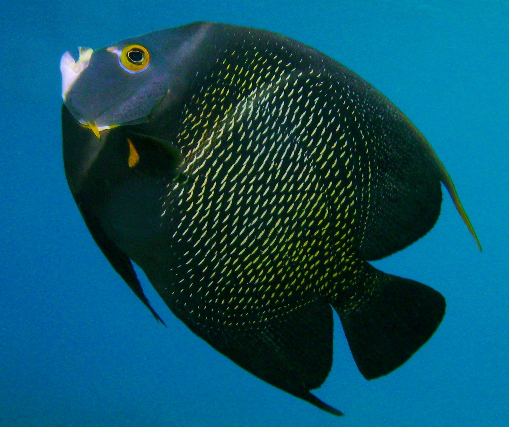 French Angelfish