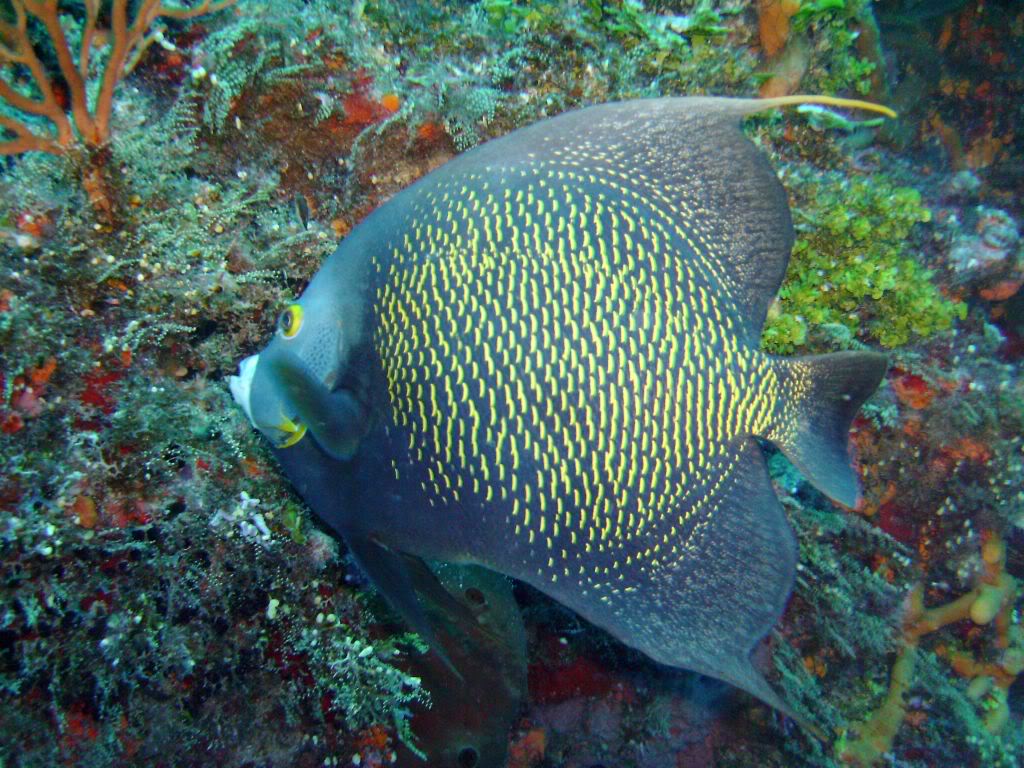 French Angelfish