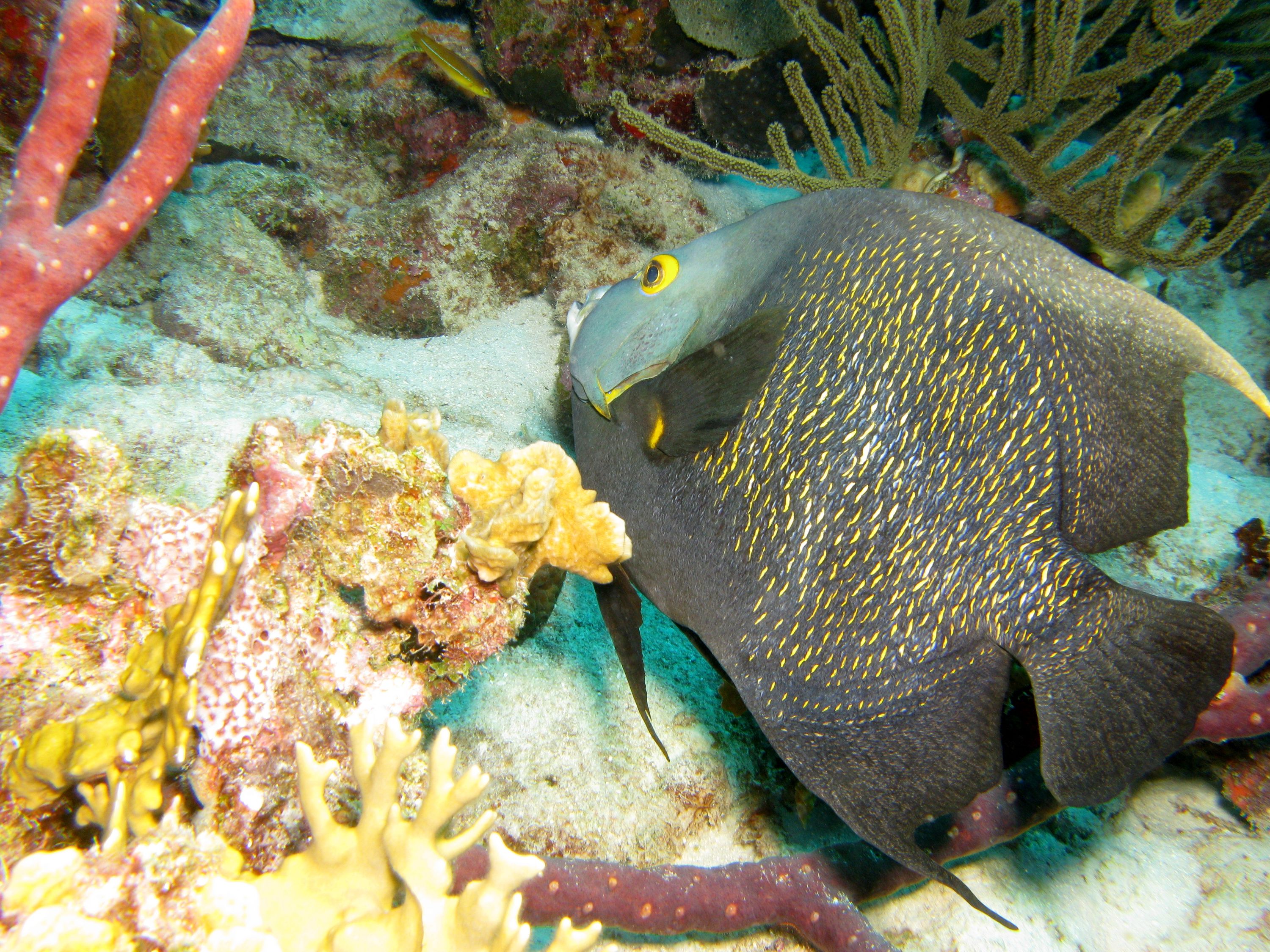 French Angelfish