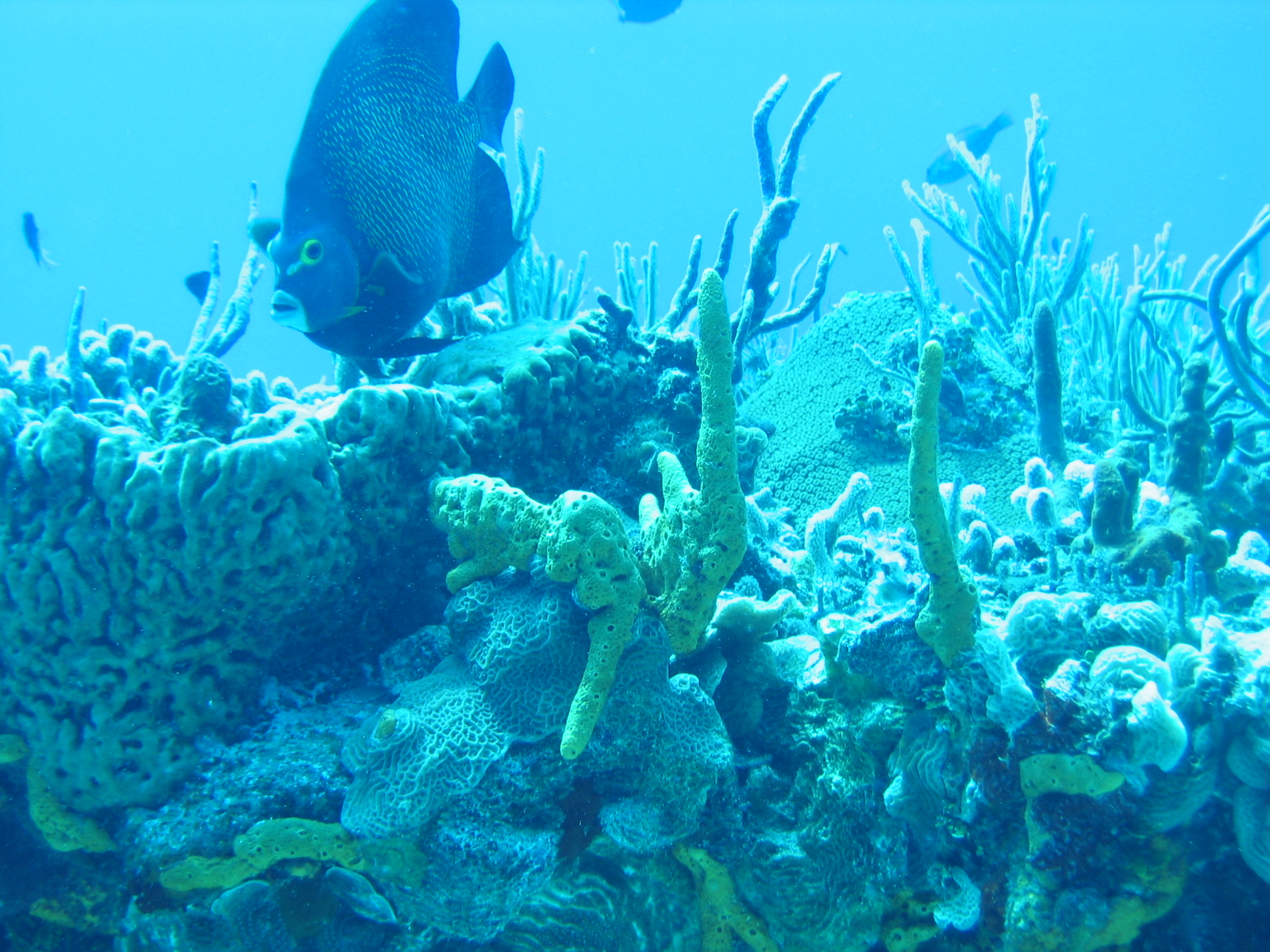 French angelfish