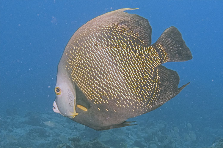 French Angelfish