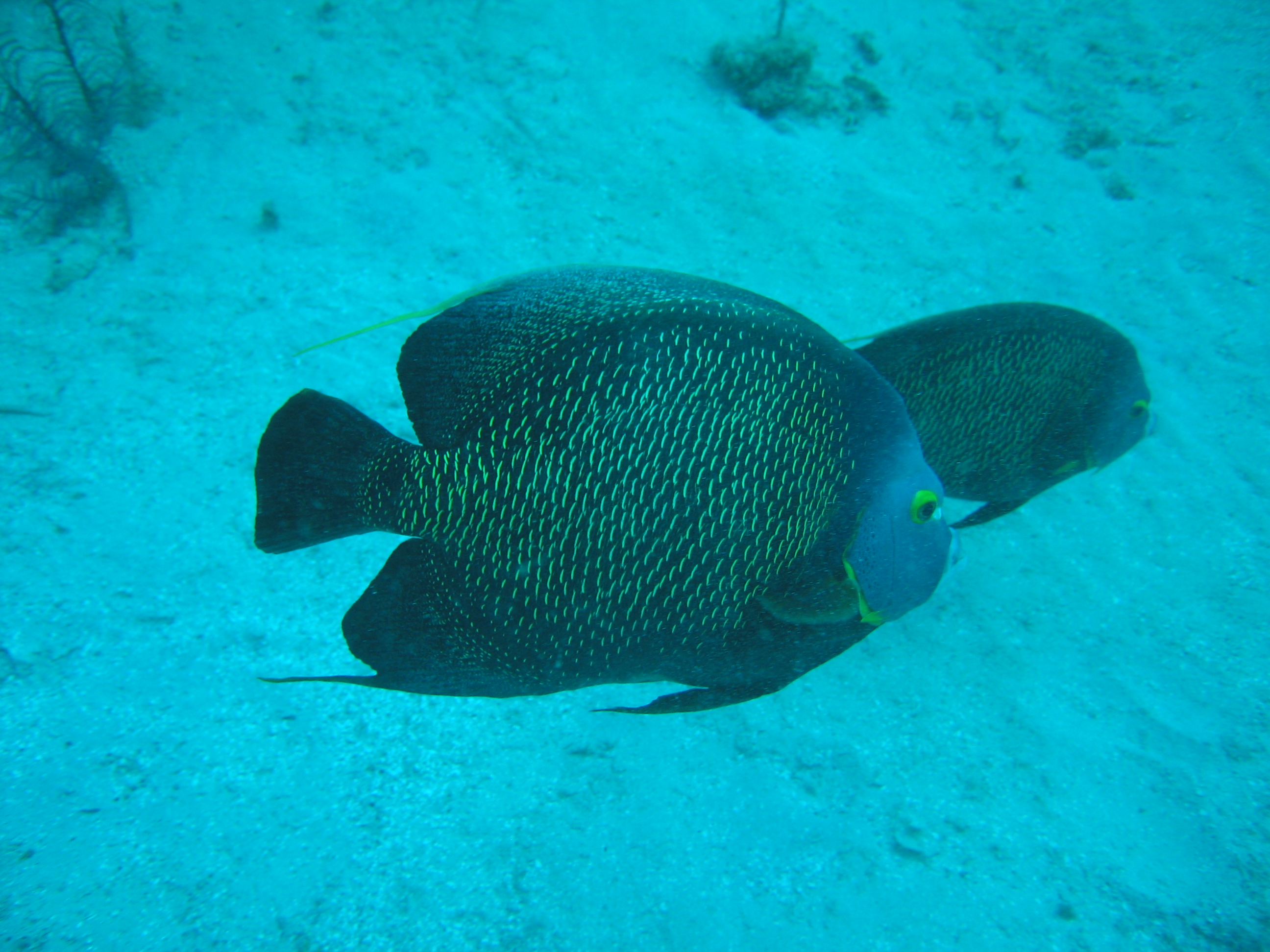 French Angelfish