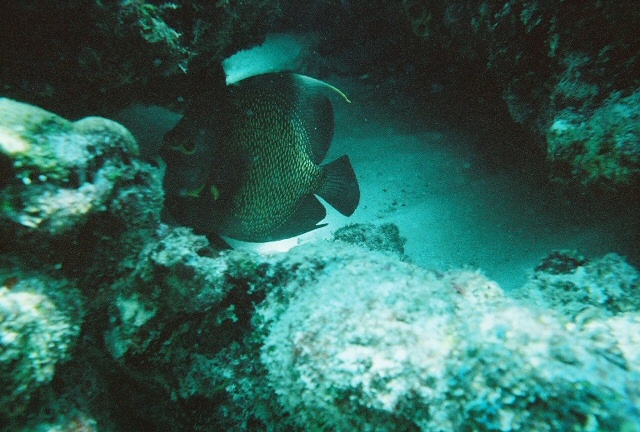 French Angelfish