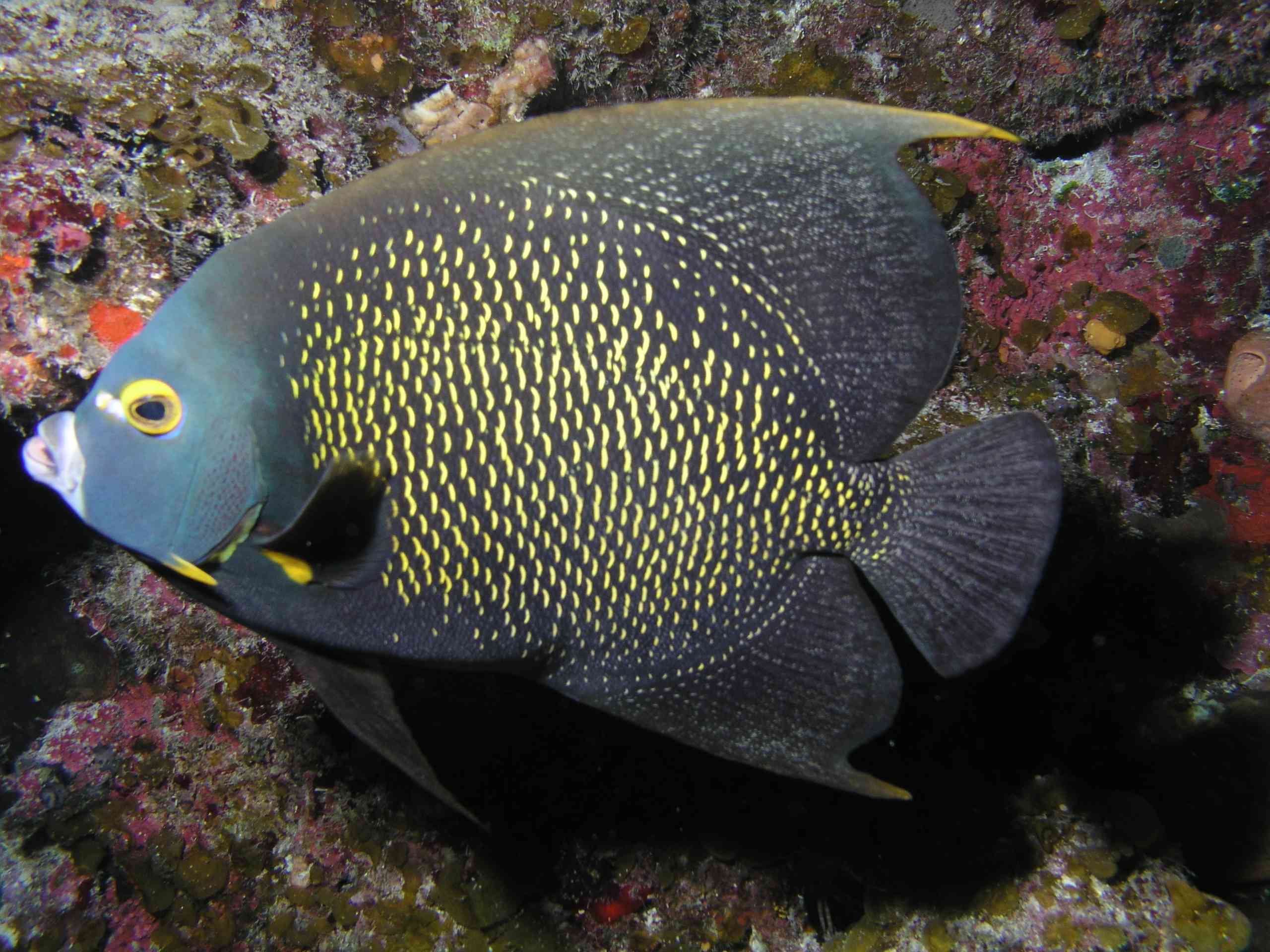 French Angelfish