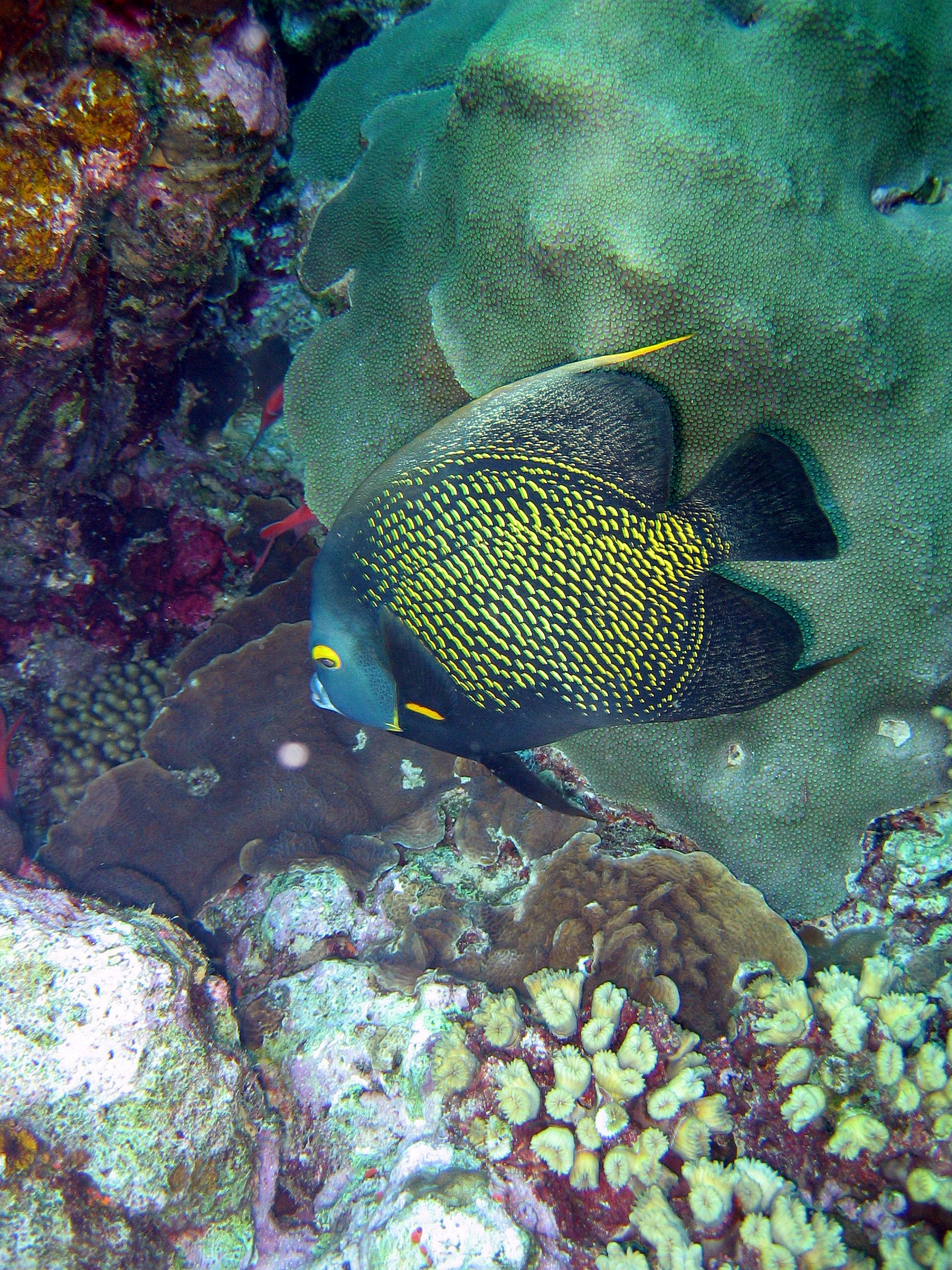 French Angelfish