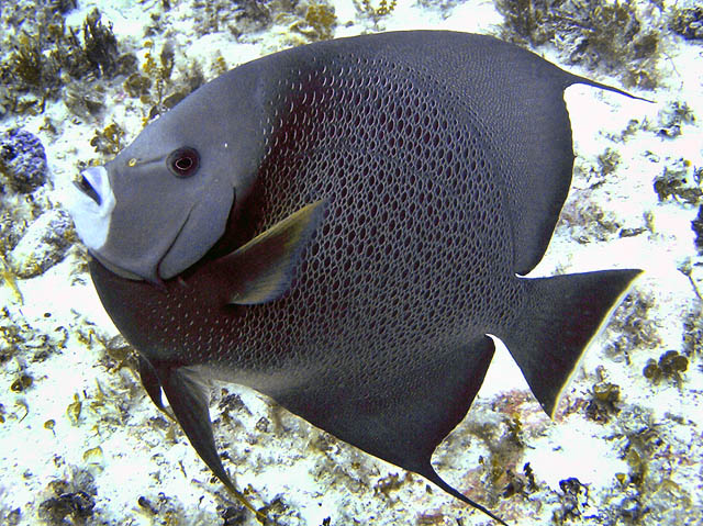 French angelfish