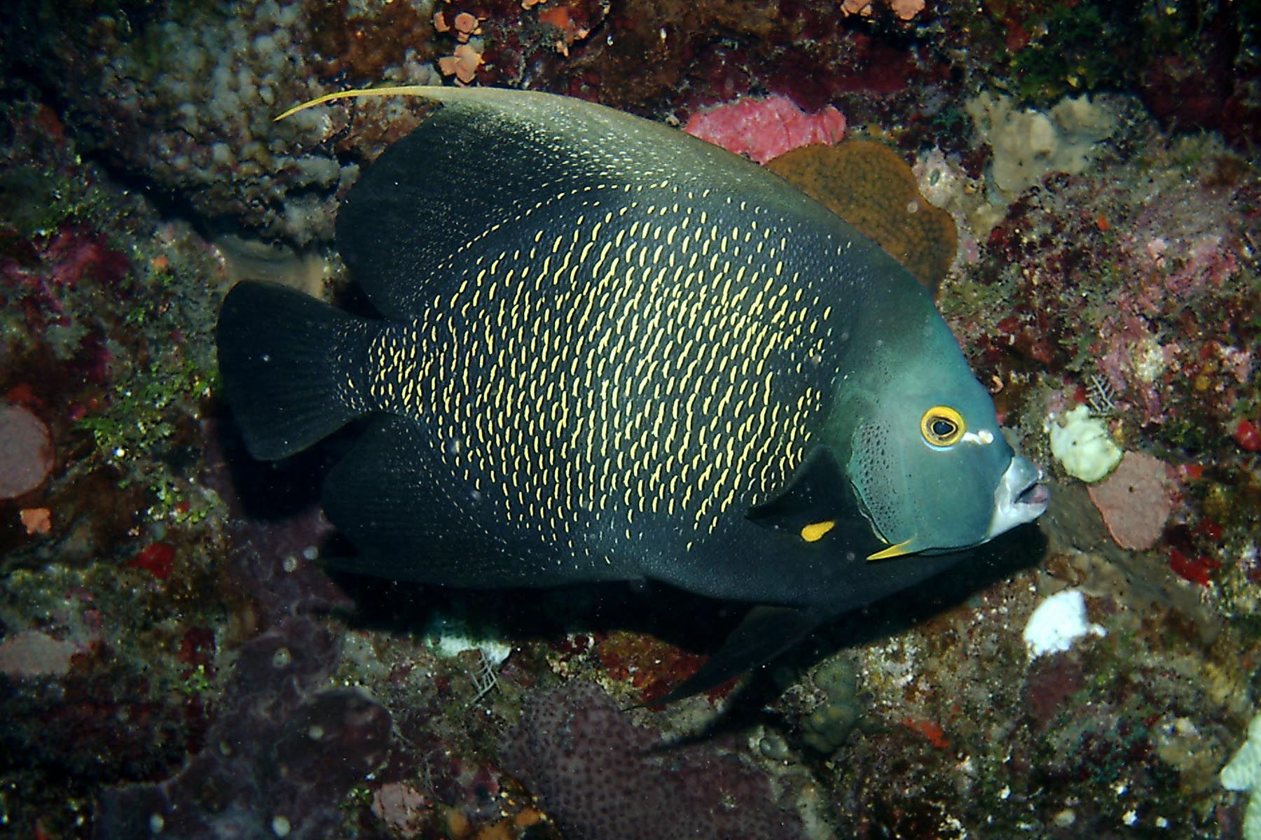 French Angelfish