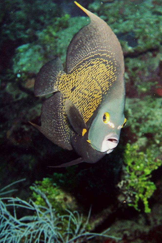 French Angelfish