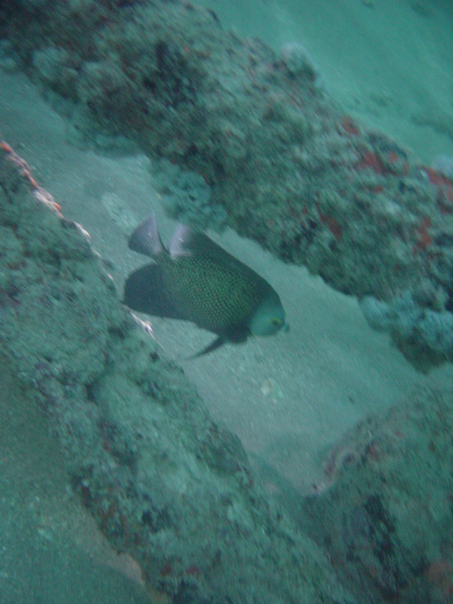 French Angelfish