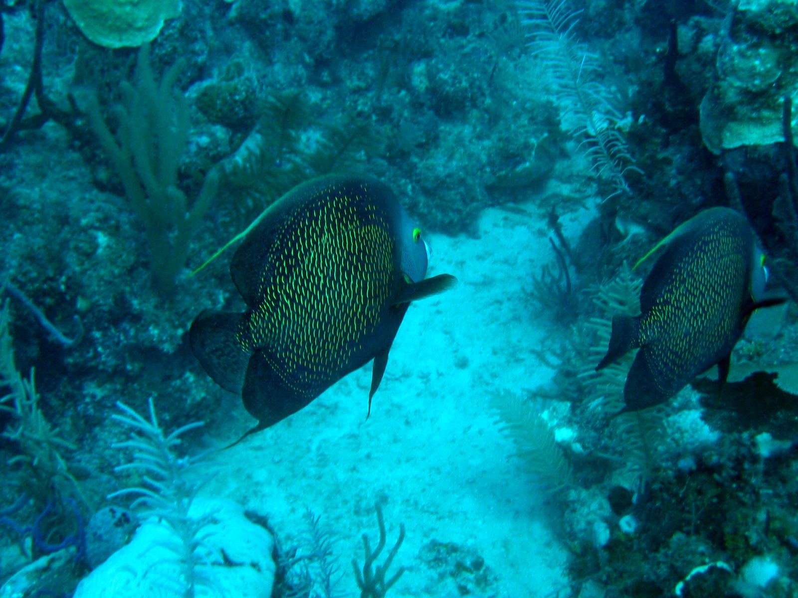 French angelfish