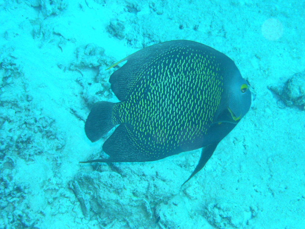 French Angelfish