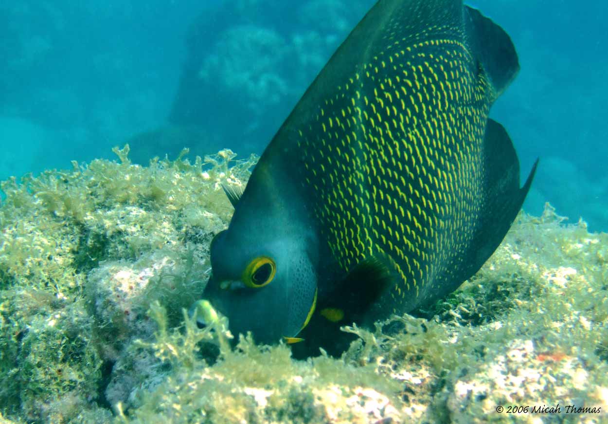 French Angelfish