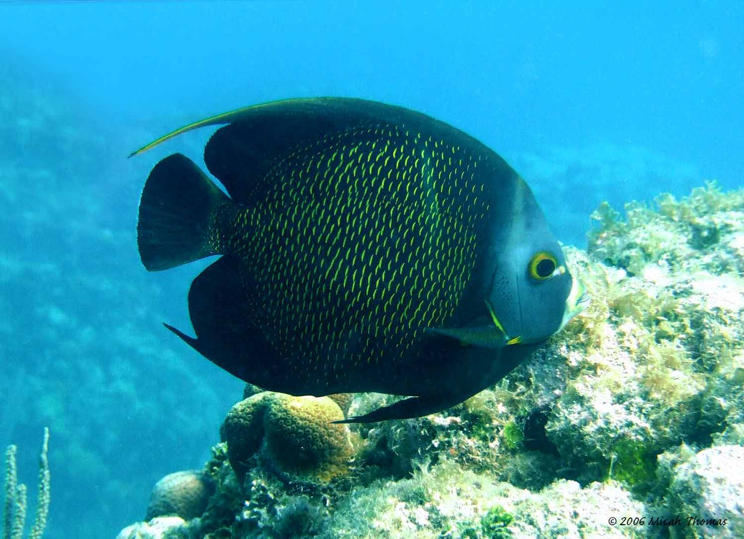 French Angelfish